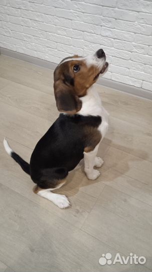 Бигль щенок