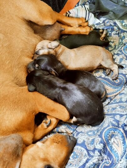 Щенки таксы стандартные