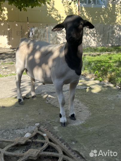 Баранчик дорпер