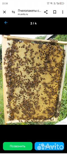 Продам пчелосемьи