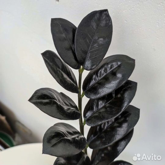 Замиокулькас равен, черный ворон