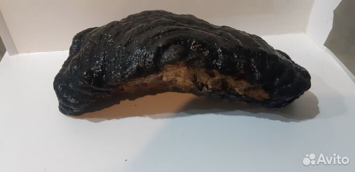 Трутовик для творчества