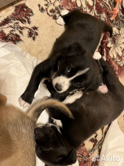 Собака в добрые руки