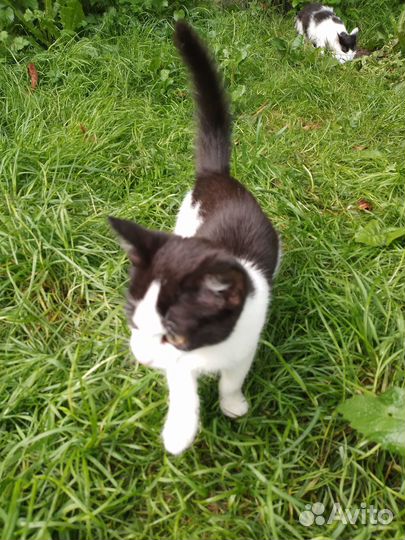 Найден котенок