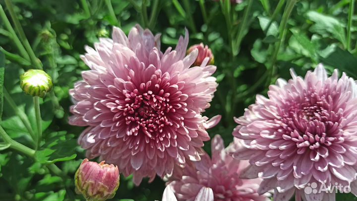 Хризантема корейская Окишор