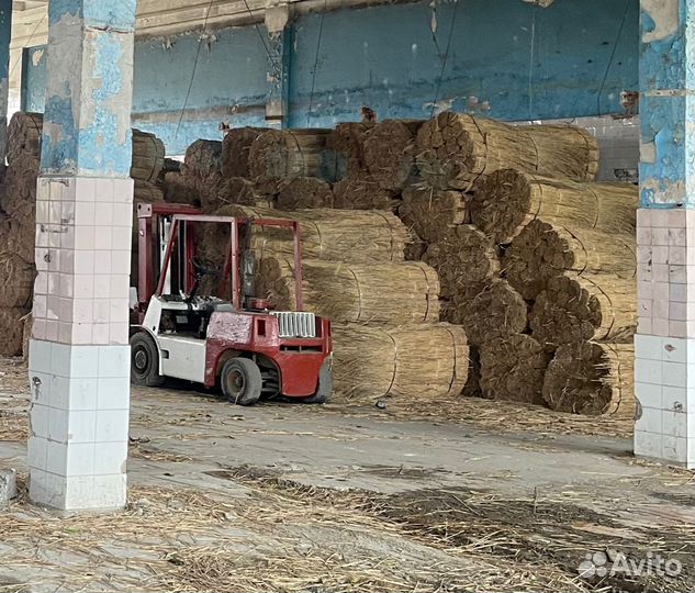 Камыш оптом с доставкой