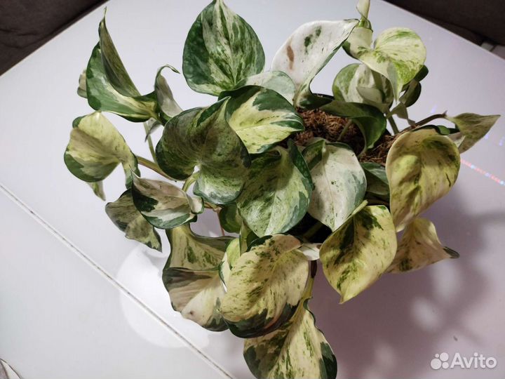 Эпипренумы, сциндапсусы, филодендроны