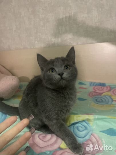 Котята в добрые руки бесплатно