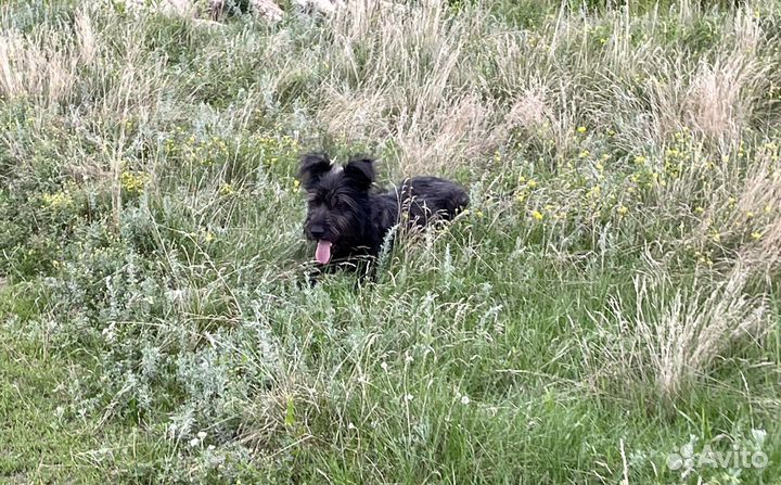 Собака в добрые руки и ответсвенные руки