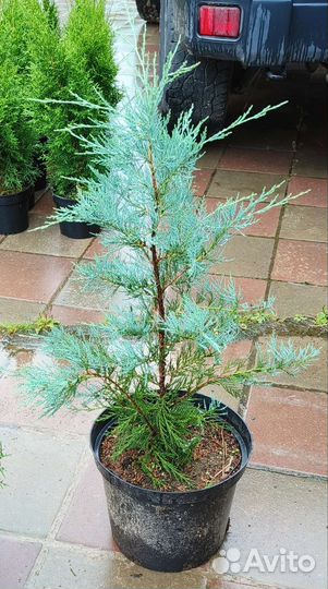 Можжевельник скальный Мунглоу 70-80см 10л