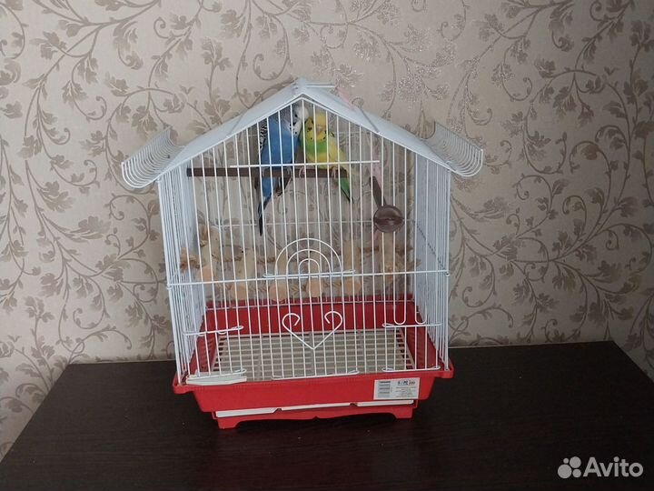 Две птицы вместе с клеткой с игрушками и чирикают