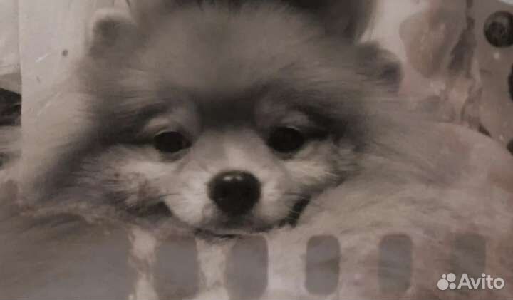 Вязка Померанский шпиц