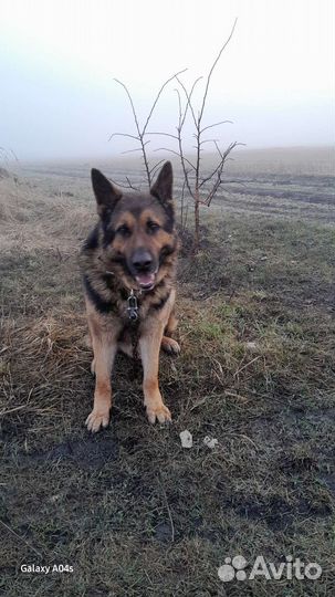 Овчарка немецкая для вязки