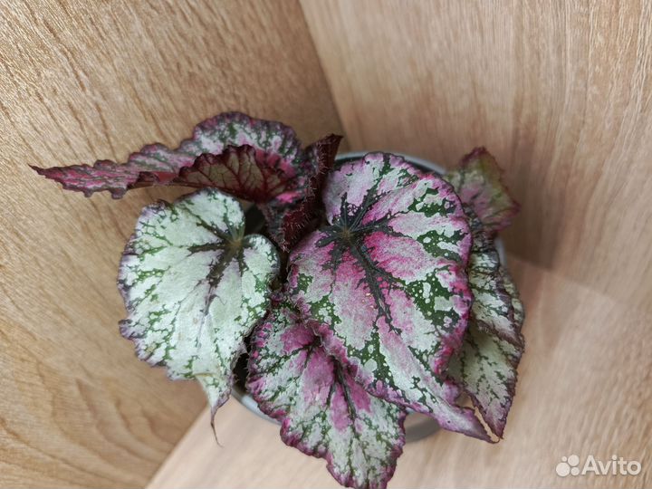 Очень красивые бегонии