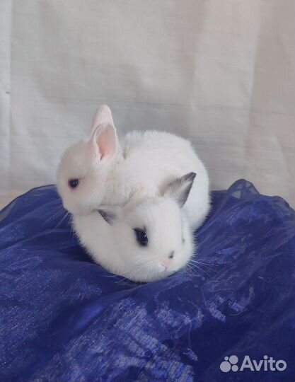 Декоративные карликовые кролики