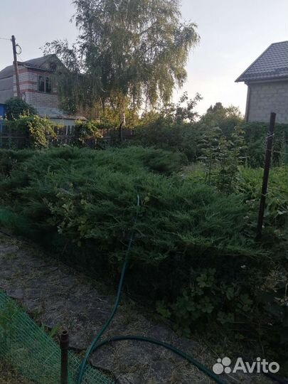 Можжевельник казацкий