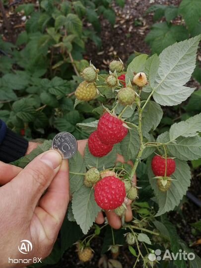 Саженцы малины Дельнива, Энросадира, Амира