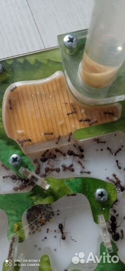 Муравьиная ферма с муравьями