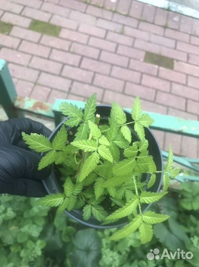 Тибетская малина