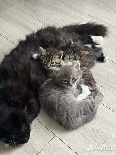Котята в добрые руки даром