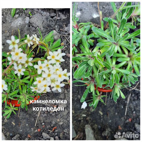Цветы многолетник камнеломка котиледон Андерса