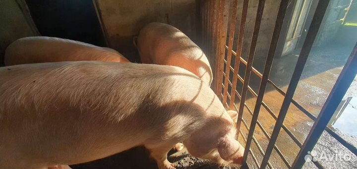 Свиньи живым весом