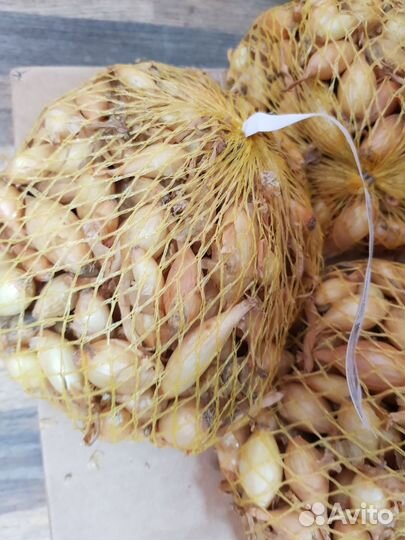 Лук севок Стурон