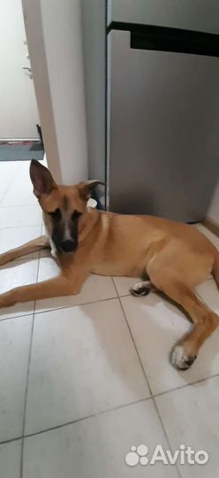 Найдена собака