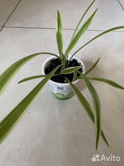 Хлорофитум лакмус