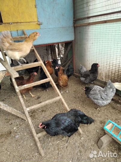 Инкубационное яйцо, петухи Маран, мех. Кукушка