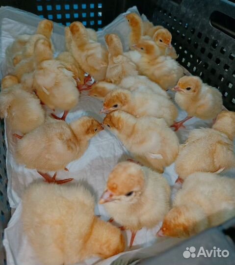 Суточная домашняя птица в ст. Старокорсунской