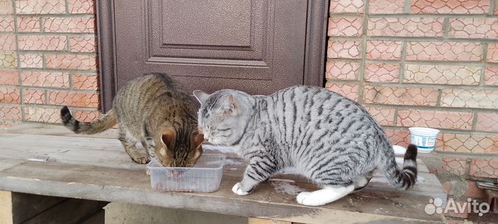 Отдам бесплатно в добрые руки