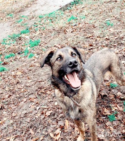 Пес из приюта