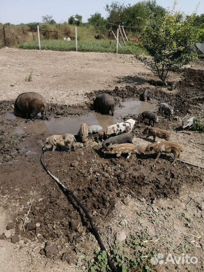 Вьетнамские вислобрюхие поросята