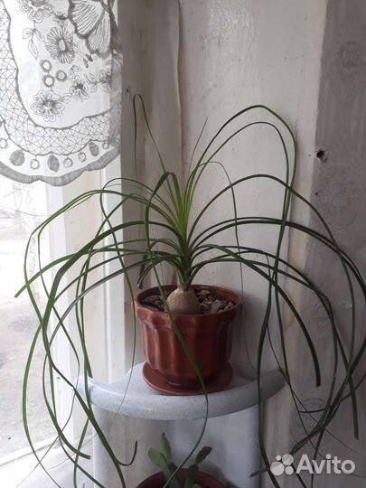 Нолина бокарнея 2 шт