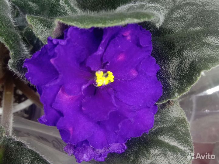 Фиалки сортовые