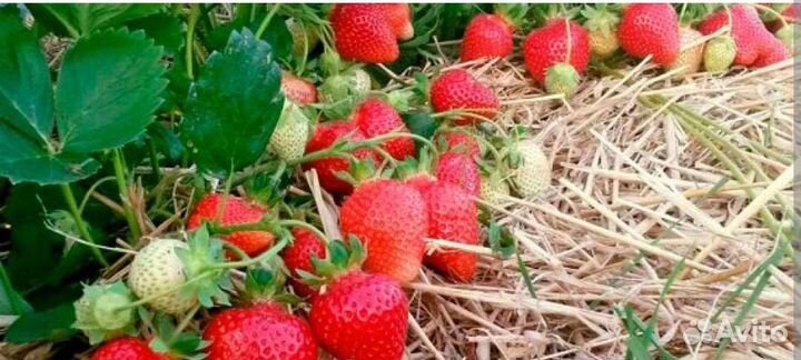 Крупная сладкая клубника/альбион