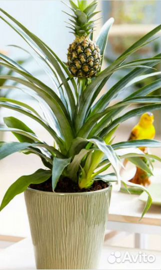 Ананас с плодом в горшке