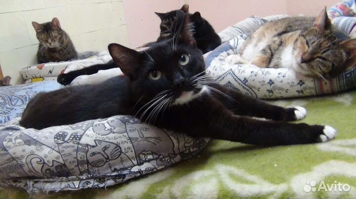 Замурчательная кошка