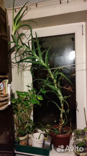 Алоэ столетник лечебный