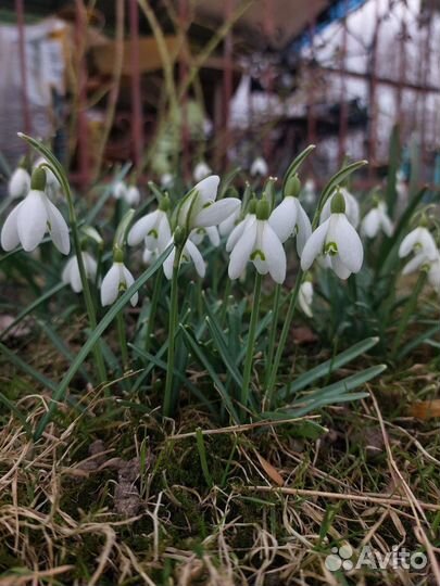 Подснежники луковицы. Цветы весны