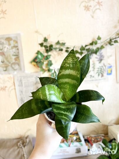 Сансеверия Ханни Грин