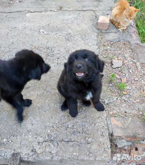 Щеночки в добрые руки