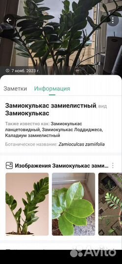 Комнатные растения цветы