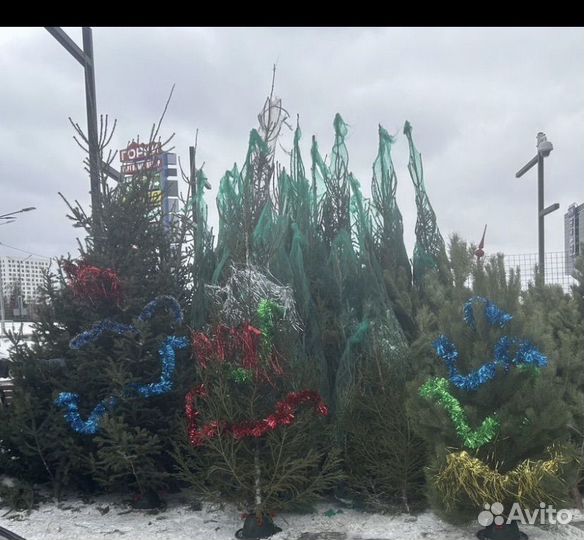 Ель Пихта Сосна
