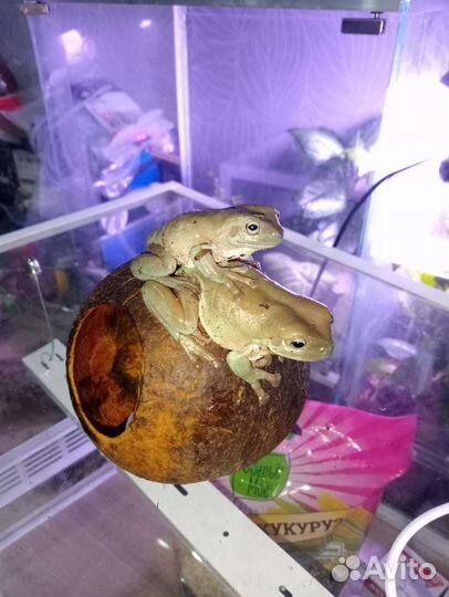 Кокосовые укрытия для животных