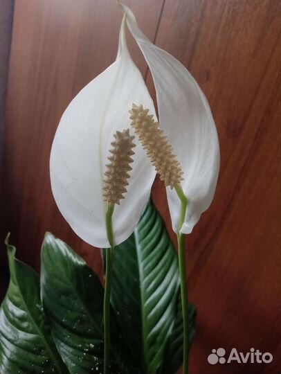 Спатифиллум (женское счастье)