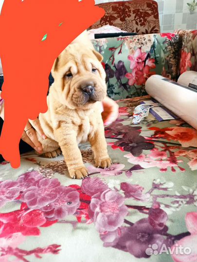 Щенки шарпея