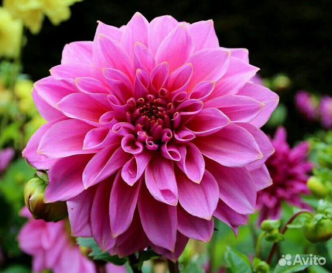 Клубни георгин