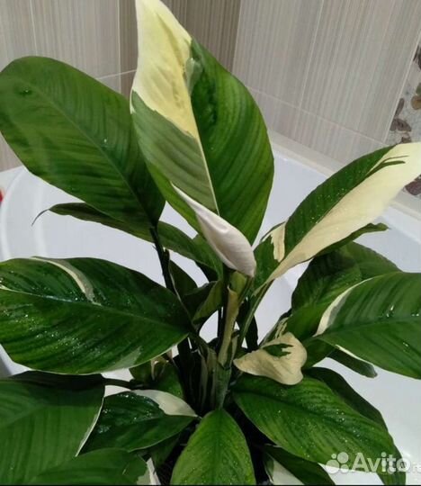 Спатифиллум 